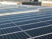 Dinosauri contemporanei