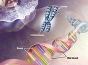 ciclo vitale cellula