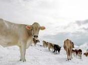 Sardegna: ginocchio aziende agricole agropastorali Chiesto iter riconoscimento dello stato calamita’ naturale