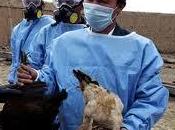 H5N1, anche Nepal India colpite