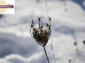 Fior neve