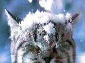 “gatto delle nevi”, padroncina, affronta neve alta!