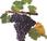 Grenache, grande vitigno Mediterraneo