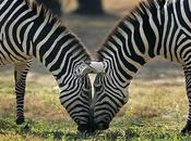 Ecco spiegato perchè zebra pois