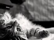 Raccolta loghi bianco nero