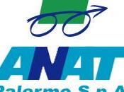 Amat Bellimbusto