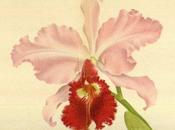 Botanicus Digital Library