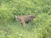 India: traferito intero villaggio Rajasthan proteggere tigri