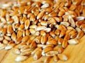 cereale piu’ antico: farro