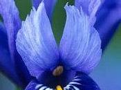 Iris Reticulate, Gioielli d'Inverno