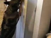 Crime News: Bologna. Cocaina peperoncino ingannare cani antidroga