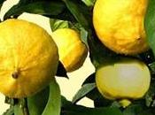bergamotto aiuto contro colesterolo