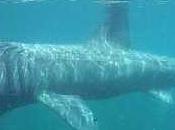 mare Sardegna “Operazione squalo elefante”