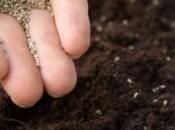 sementi arcoiris