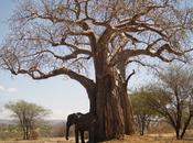 Parco Tarangire (Tanzania) sparate agli elefanti.....
