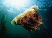 medusa criniera leone, colosso gelatinoso mari