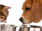 ALLERGIA PANCREATITE CANE GATTO integrazione enzimi digestivi nella dieta cane gatto