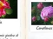 Diario giardino rose Maria Carla