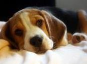 anni dibattito proposte, impediscono fail dell'unione europea: vivisezione randagi