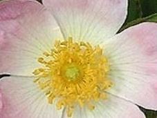Omeopatia :Rosa Canina vitamina