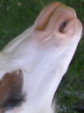 Cavallo