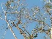 Arbio: salvare foresta peruviana