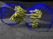 migliori immagini scientifiche 2011