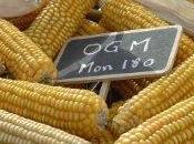 Mais Ogm: Francia chiede all'Unione europea sospensione