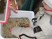 mangiatoie uccellini