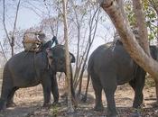 Lettere Laos elefanti Kiet Ngong