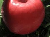 paradisiaca Bottega mistero