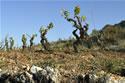 Spagna leader mondiale della viticultura verde