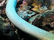 Australia. Nuovo serpente marino velenoso: Hydrophis donaldi