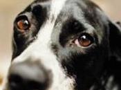 Camionista ucciso cani: parli eutanasia cani