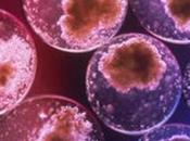 Scoperte cellule staminali nelle ovaie
