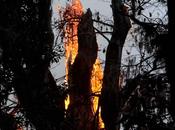 Fuoco distrugge Florida Senatore, quinto albero antico mondo (3500 anni)