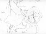 Ophris apifera- disegno