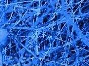 2012 L'anno dello Human Brain Project?