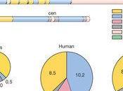 salute cromosomica maschio