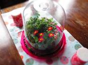 Terrarium "fai