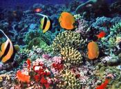Oceani così acidi: rischio molte specie marine