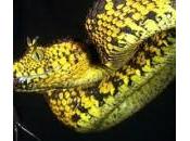 nuova specie
