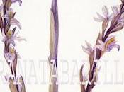 Tavole presentate alla selezione della Society Botanical Artists Londra