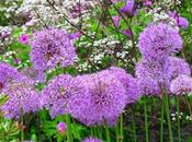 Allium Cepa