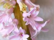 paio scatti Fiori giacinto