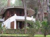 Arenas rischio Infestazione danneggia pineta