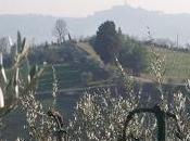 strada tartufo Toscana. Sabato marzo tavola rotonda Miniato