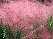 Muhlenbergia capillaris #followflowers