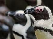 pinguini italiani Zoom