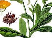 L'erbario NaturalmenteJo: calendula